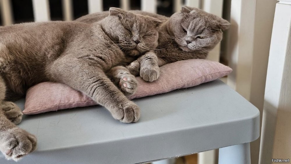 Солянка от 04.08.2025