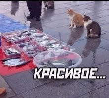 Мальчик, обожающий рыб, написал в океанический парк о пропаже некоторых морских обитателей и получил ответное письмо