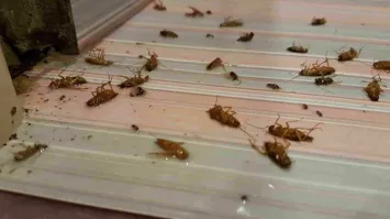 Так со всеми паразитами!