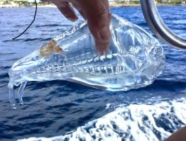 1. Сальпа   "стеклянная рыба
Эти морские беспозвоночные - одни из самых необычных существ на Земле . 
Но на фото явно виден позвоночник . Афтырь . ты дебил ?