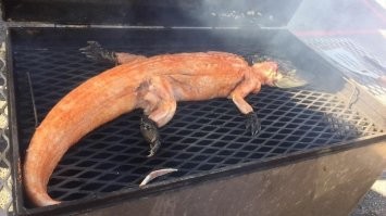 Полицейский поймал аллигатора голыми руками