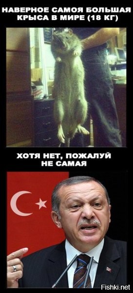 В Британии поймали самую большую за всю историю страны крысу