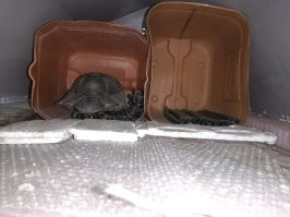 У меня черепахи спят во дворе под перевернутой собачьей будкой. Я туда еще и канистры обрезанные ставлю. У каждой своя "комнатка в квартирке". Чтоб они не на плитке спали, я им еще и пенопласту подсовываю. Только пенопласт надо во что-то оборачивать, а то черепахи его крошат. Как-то раз выпал снег в конце февраля, а черепах проснулся. Выполз на сугроб и оглядывается. Обычно они в конце марта начале апреля просыпаются...