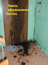 Реакции кошек на фокусы