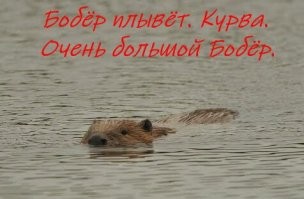 В Сеуле рыбак снял на видео «неопознанное существо»