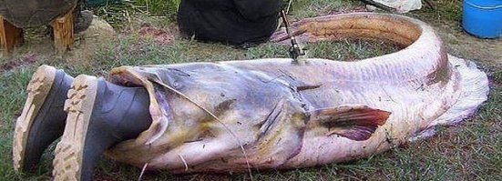 Сомы-людоеды: Бывает ли такое или это байки весёлых рыбаков?