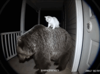 Открывайте, я вашего писдюка принёс.