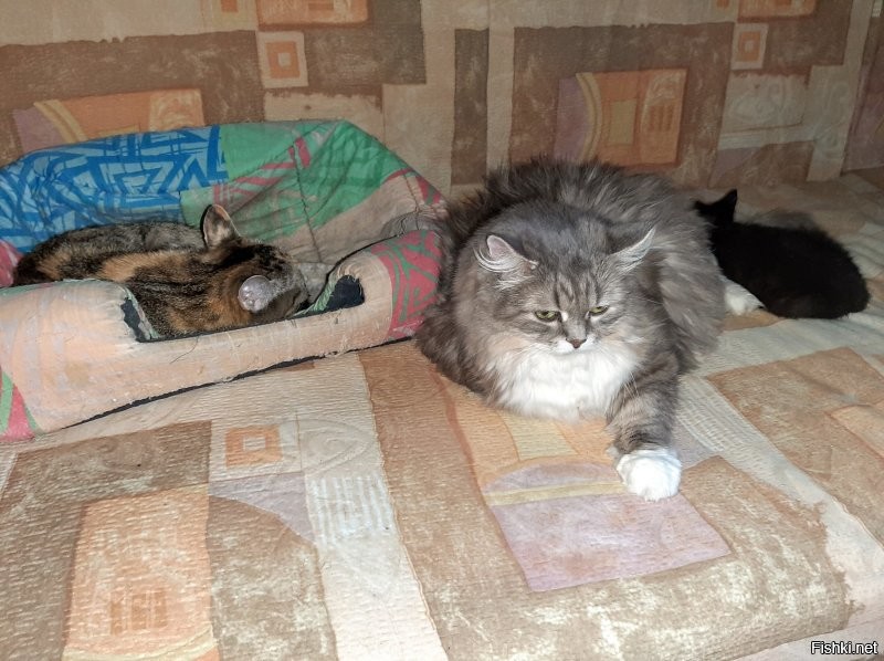 не поняла. там чёрная наглая морда, да?
