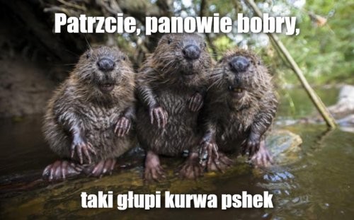 Очередной поляк, ЖД переезд и шлагбаум