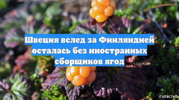 Проблема со сборщиками ягод обострилась в Швеции вслед за Финляндией



Шведские власти в этом году одобрили лишь малую часть заявок на эту сезонную работу от сборщиков ягод из Таиланда, что с опасением восприняли в Финляндии: ягодные компании из Швеции, чтобы сохранить переработку, начали закупать чернику и морошку у финнов, пишет Maaseudun Tulevaisuus.

Разрешение на приезд в Швецию в этом году получили всего 89 тайских сборщиков ягод, хотя заявки были поданы от 2397 человек. Швеция вслед за Финляндией осталась без иностранных сборщиков ягод.
Ещё 2 года назад в лесах Швеции морошку и чернику собирали более 5 тыс. иностранных работников, в том числе граждане Украины. Но уже в прошлом году их численность снизилась почти на 4 тыс. человек: разрешение на сбор ягод в Швеции получили только 1,2 тыс. иностранцев.

Глава ассоциации Livsmedelsföretagen Бьёрн Хеллман заявил, что такая политика грозит уничтожением всей ягодной отрасли в Швеции, и обратился с открытым письмом в правительство страны, в котором отметил, что "когда речь идёт о доступности шведских ягод, трудовая миграция абсолютно необходима: без сезонных рабочих шведские ягоды не будут собираться".

Закупщики ягод в Швеции заявили, что в этом году ожидают рекордные цены на морошку, которую некому собирать, сообщила предприниматель Кристина Фельчак телеканалу SVT.
Причиной также стали изменения миграционных требований к сезонным рабочим, а сами шведы категорически не хотят собирать ягоды, считая эту работу с рабским трудом.
  

Украинцы, вас зовут в Швецию собирать ягоды!