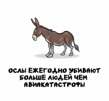 Осёл за рулём - трагедия на трассе