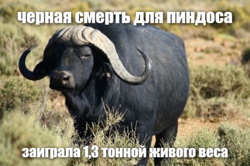 В ЮАР буйвол убил охотника за трофеями