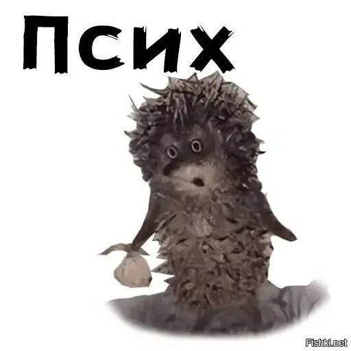 Грозный шпиц прогнал медведя