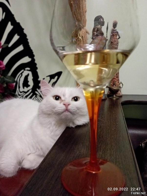 С днем кошек, кстати!