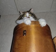  Замечательные фотографии, которые вызывают улыбку и восторг