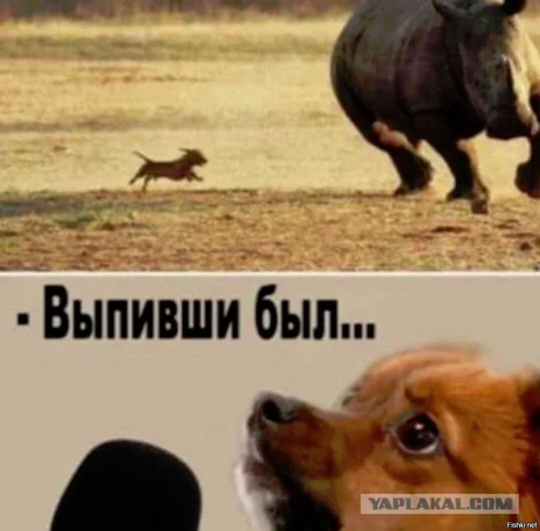 Грозный шпиц прогнал медведя