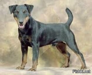 У меня в жизни было две собаки, обе породы ягдтерьер (прожили 15 и 16 лет), если не знаете, могу рассказать, что это за монстры! Размером с фокстерьера, но тот и в подмётки не годится, крышу сносит при виде зверя или другой собаки - бросались на ротвейлера и овчарку и те шарахались как чёрт от ладана! Очень много погибло, потому как бросались на кабана, а там клыки как кинжалы! Но умные, послушные, даже иногда мурашки по коже шли, ну прям как человек, так о чём это я? Так вот лежала на своём месте, а я с базара пришёл, косточку сахарную ей купил (любила она это дело), уж не помню был с запахом или нет, но наклонился и прошептал на ухо, пойдём, дам косточку - хорошо предупредила рыком, а потом уже зубами клацнула так, что мне показалось искры посыпались (шутка), успел убрать башку, потом, канешн, виляла хвостом, вернее обрубком, извинялась, но больше таких близких контактов не было.