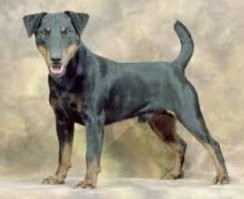 У меня в жизни было две собаки, обе породы ягдтерьер (прожили 15 и 16 лет), если не знаете, могу рассказать, что это за монстры! Размером с фокстерьера, но тот и в подмётки не годится, крышу сносит при виде зверя или другой собаки - бросались на ротвейлера и овчарку и те шарахались как чёрт от ладана! Очень много погибло, потому как бросались на кабана, а там клыки как кинжалы! Но умные, послушные, даже иногда мурашки по коже шли, ну прям как человек, так о чём это я? Так вот лежала на своём месте, а я с базара пришёл, косточку сахарную ей купил (любила она это дело), уж не помню был с запахом или нет, но наклонился и прошептал на ухо, пойдём, дам косточку - хорошо предупредила рыком, а потом уже зубами клацнула так, что мне показалось искры посыпались (шутка), успел убрать башку, потом, канешн, виляла хвостом, вернее обрубком, извинялась, но больше таких близких контактов не было.