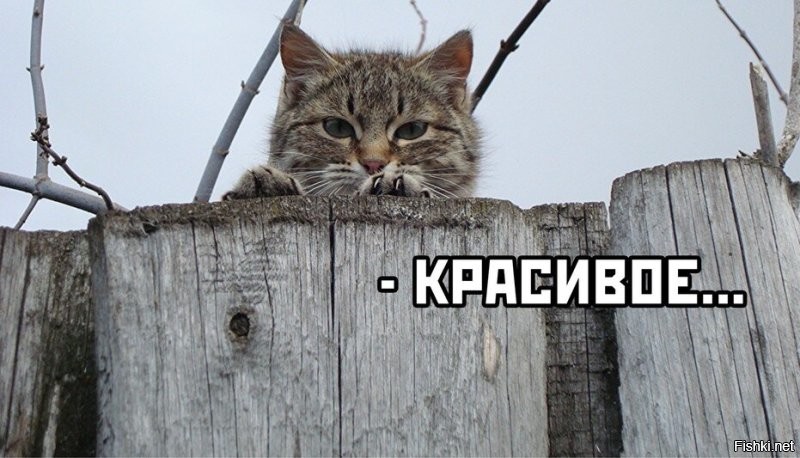 Лысые избили бородатых