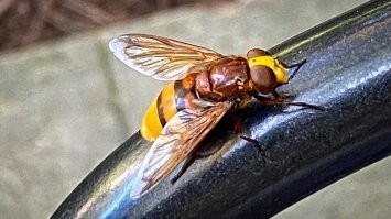Будешь смеяться, но подумывал.
Погуглили - весьма редкий вид журчалки. Попросил знакомых (было у них в саду), если он снова прилетит, угостить его мёдом и пивом