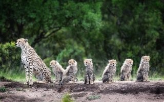 Ба, знакомые все морды.