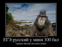 Котёнок вышел на охоту