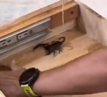 А скорпион зачем!? Ежели кто и залезет, то на тебе?