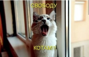 Клетка для вакцинации злых кошек