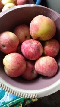 Может у вас сорт такой? Я свои на сок и компоты,чтоб не пропадали зря. Сухофрукты ещё с прошлого года 50 кило осталось