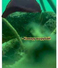 Осьминог заинтересовался камерой оператора