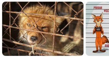 Не ищите здесь смысл. Здесь в основном маразм