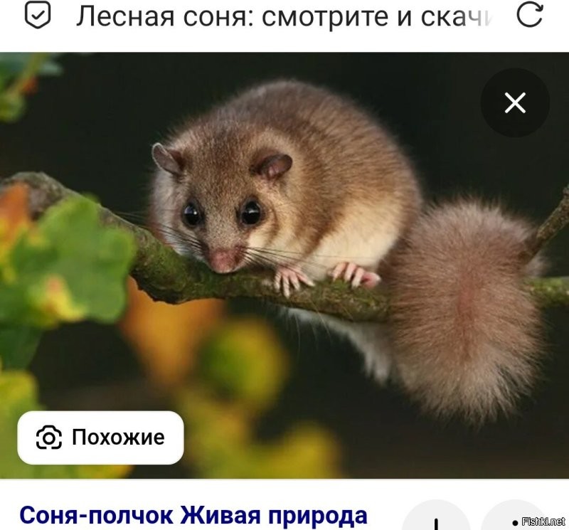 Скрины из соцсетей