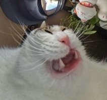 Или вот :