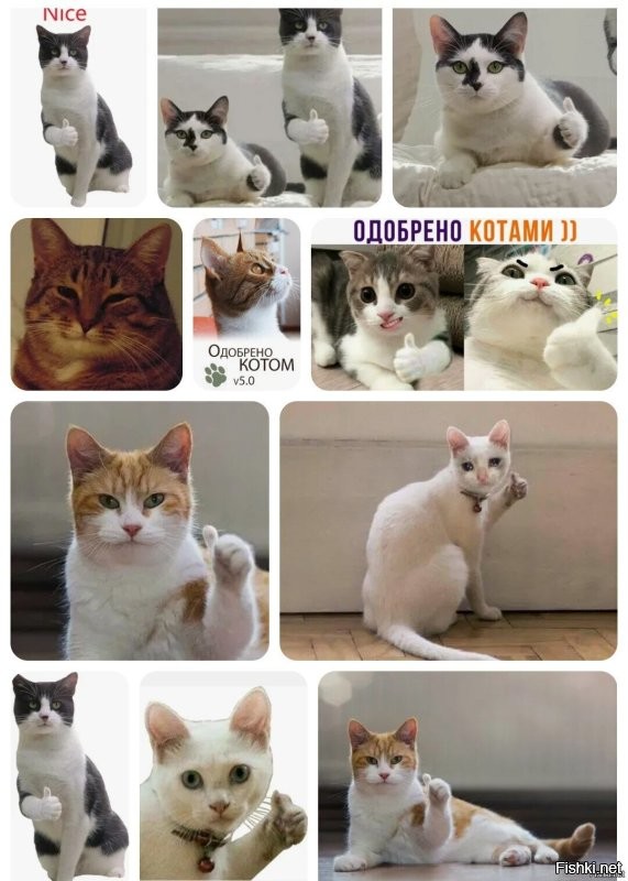 Безумное шоу с котами на куполе сферы в Лас-Вегасе