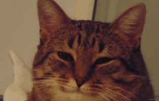 Вот это коть!
