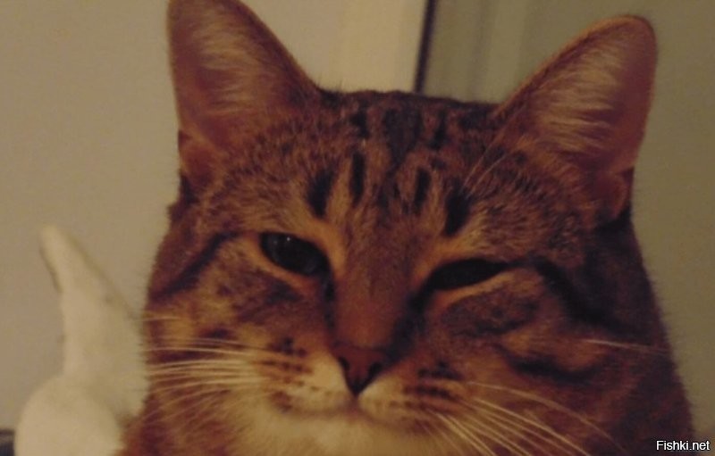 Вот это коть!