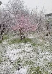 Тоже самое и у меня. Разница в 2 дня. В этом году только яблони и груши радуют урожаем