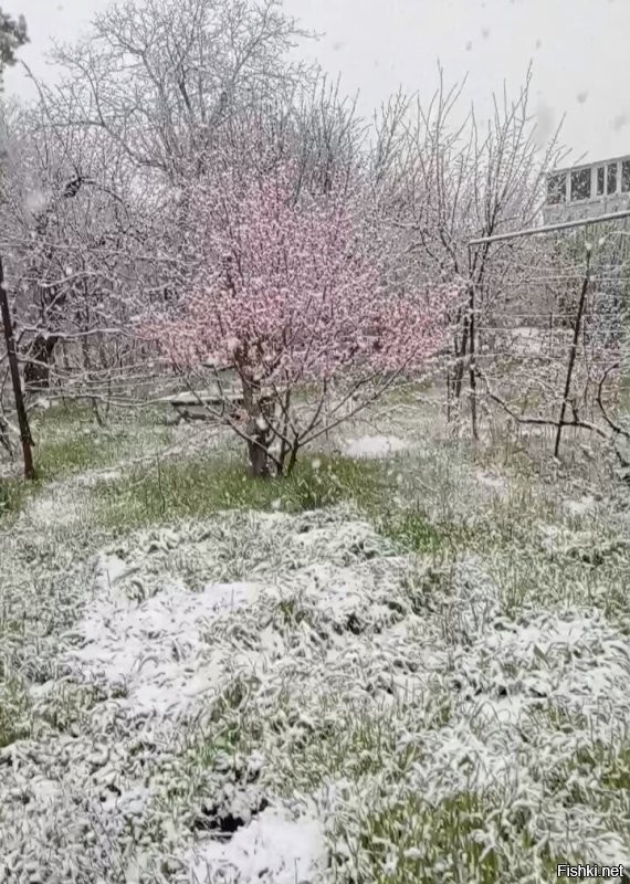 Тоже самое и у меня. Разница в 2 дня. В этом году только яблони и груши радуют урожаем