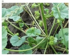 Это самая интересная фотография "времен СССР".