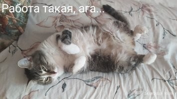 Смешные картинки