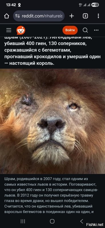 Тигр перепрыгнул через ограждение зоопарка, чтобы напасть на гиену