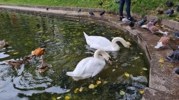 Довели жвотинку. Вполне себе спокойный был!