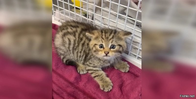 Но там же написано что могут селится в том числе и в человеческих постройках.
Приехал ты на старенькую дачу, а у тебя в сарае котята. Или в лесопосадке прям возле забора.
А если человек не местный, то он в жизни не подумает что этой дикий зверь.
Фото нашел, как раз после такой ситуации.