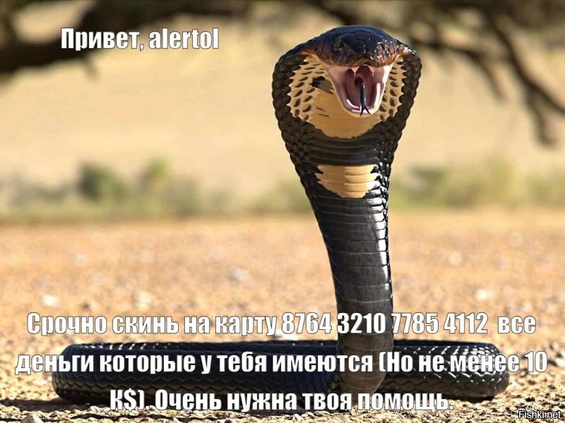 Лесной кот: никогда не подбирайте котят в лесу