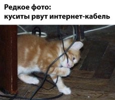 В соцсетях набирает популярность тренд с видеозвонками к кошкам