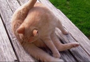 Парень с богатой фантазией и умелыми руками смастерил интересные вещи