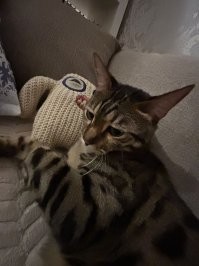 Кошачьи будни: 25 умилительных моментов, демонстрирующих, что коты делают что и когда хотят