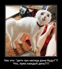 Кошачьи будни: 25 умилительных моментов, демонстрирующих, что коты делают что и когда хотят