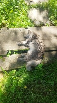 Вот та самая, серая, дочка камышовой... Завтра ей будет 15 лет.  Зачем мышковать, если и так отлично кормят?)))