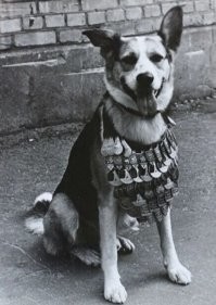 К слову, собачка в фильме тоже была непростая. Роль Шарика исполнил пёс Карай, который, несмотря на свою "дворянскую" внешность был милицейской собакой-ищейкой. К моменту съёмок он принял участие в задержании 38 преступников. 
После "Сердца" Карай снялся в детской сказке "Рок-н-ролл для принцессы" и в эпизодических ролях в картинах "Навеки 19-летний" и "Свадебный марш".
К сожалению прожил Карай недолго. через два года после съёмок, в возрасте семи лет, он погиб от отравления.